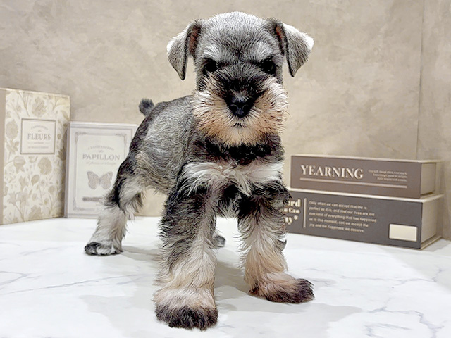 ミニチュアシュナウザー