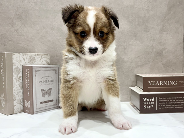 奈良県のシェットランドシープドッグミックス (ペッツファースト橿原店/2026年1月13日生まれ/男の子/セーブルホワイト)の子犬の1枚目の画像