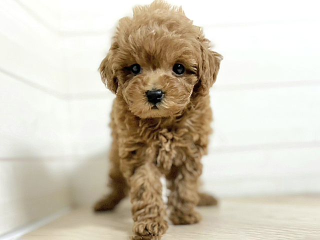 埼玉県のトイプードル(タイニー) (ペッツファースト春日部店/2026年1月13日生まれ/男の子/レッド)の子犬