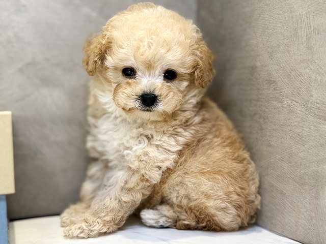 埼玉県のトイプードル(タイニー) (ペッツファースト川口店/2026年1月13日生まれ/男の子/アプリコット)の子犬