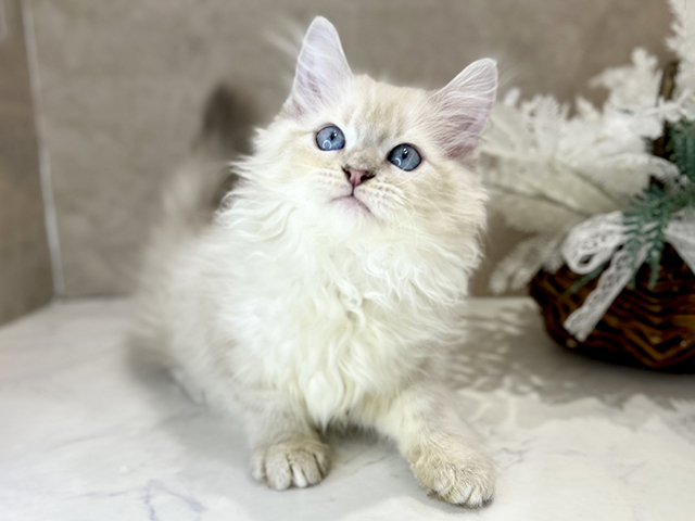 ネヴァマスカレード, 性別 女の子, 誕生日 2025/12/26, 毛色 ブルーリンクスポイント, 出身 埼玉県, 店舗 茶屋町店(大阪府), お問い合わせ番号 2510973