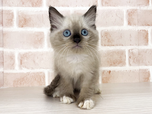 埼玉県のラグドール (ペッツファーストさいたま新都心店/2025年12月31日生まれ/男の子/シールポイントミテッド)の子猫の1枚目の画像