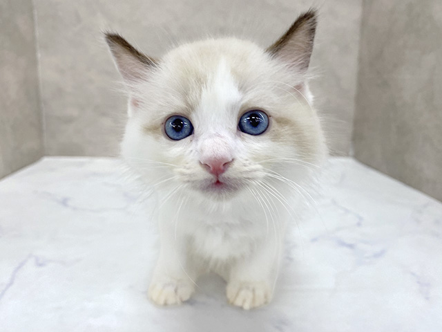 東京都のラグドール (ペッツファースト八王子多摩美大前店/2026年1月15日生まれ/男の子/シールポイントバイカラー)の子猫の1枚目の画像