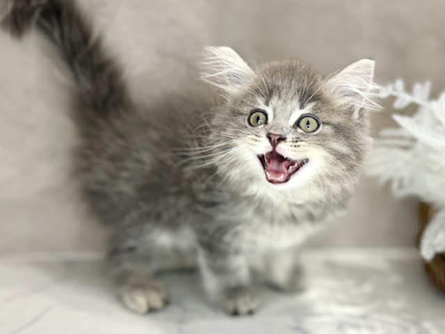 大阪府のサイベリアン (ペッツファースト茶屋町店/2025年12月31日生まれ/男の子/ブルータビー)の子猫の1枚目の画像