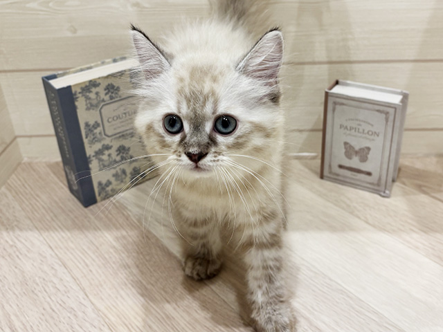 ネヴァマスカレード, 性別 男の子, 誕生日 2026/01/05, 毛色 シールリンクスポイント, 出身 埼玉県, 店舗 岡崎店(愛知県), お問い合わせ番号 2510977