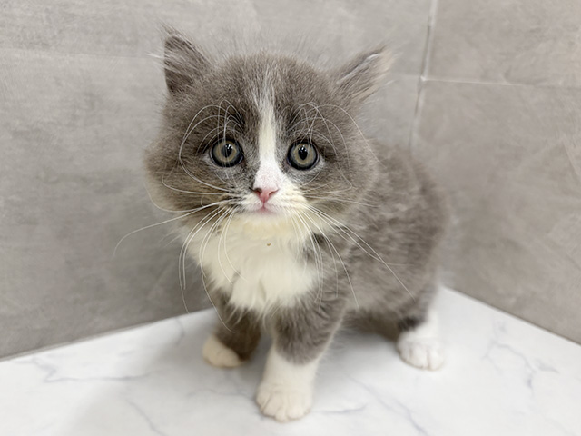 福岡県のサイベリアン (ペッツファースト福津店/2026年1月15日生まれ/男の子/ブルーホワイト)の子猫