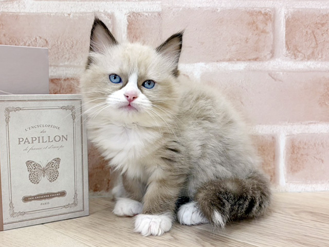 千葉県のラグドール (ペッツファースト市川妙典店/2026年1月15日生まれ/女の子/シールポイントバイカラー)の子猫の1枚目の画像