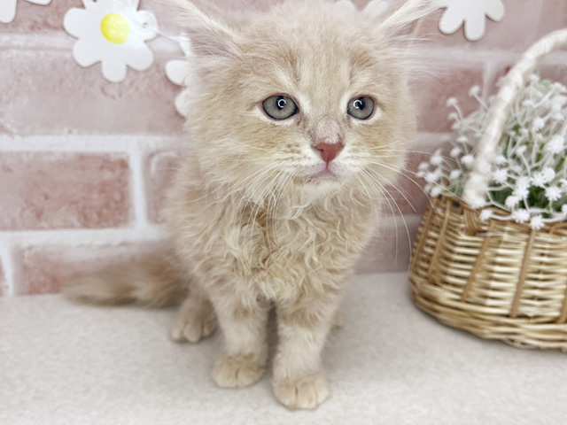 東京都のサイベリアン (ペッツファーストお台場店/2026年1月15日生まれ/男の子/クリームタビー)の子猫の1枚目の画像