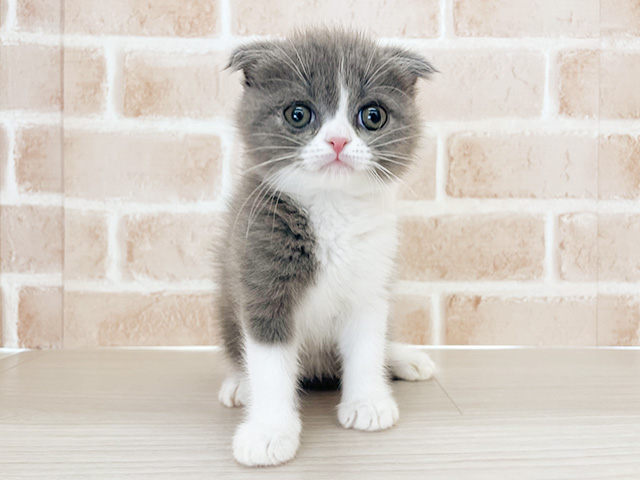 埼玉県のスコティッシュフォールド (ペッツファーストさいたま新都心店/2026年1月15日生まれ/女の子/ブルーホワイト)の子猫の1枚目の画像
