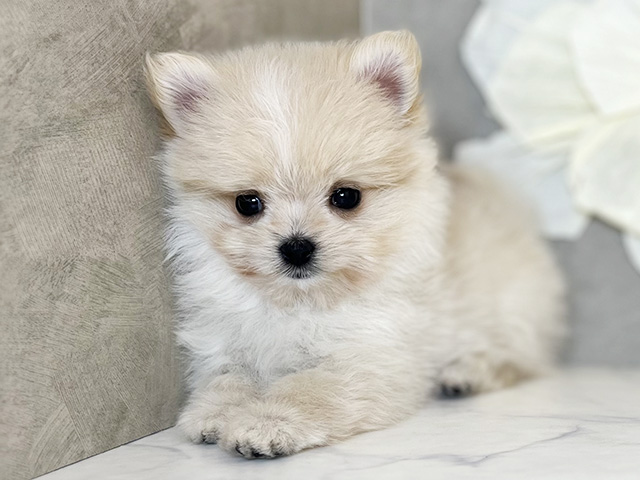 東京都のポメマル/マルポメ(ポメラニアン×マルチーズ) (ペッツファースト下北沢店/2026年1月12日生まれ/女の子/クリームホワイト)の子犬