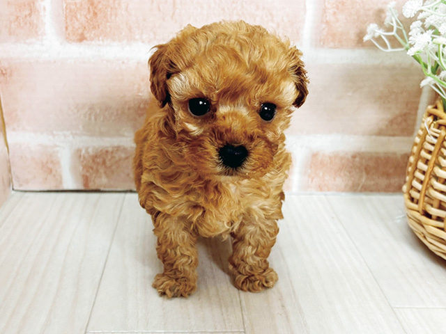 埼玉県のトイプードル(タイニー) (ペッツファースト川越店/2026年1月15日生まれ/女の子/アプリコット)の子犬の1枚目の画像