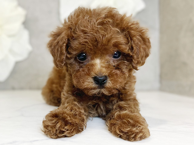 東京都のトイプードル(タイニー) (ペッツファースト下北沢店/2026年1月15日生まれ/男の子/レッド)の子犬