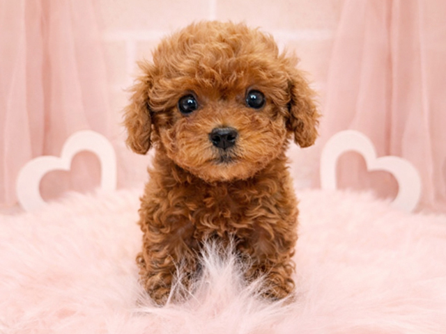 東京都のトイプードル(タイニー) (ペッツファースト広尾店/2026年1月15日生まれ/女の子/レッド)の子犬