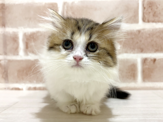 マンチカン, 性別 女の子, 誕生日 2026/01/14, 毛色 ブラウンタビーホワイト, 出身 埼玉県, 店舗 for cats横浜元町店(神奈川県), お問い合わせ番号 2510998