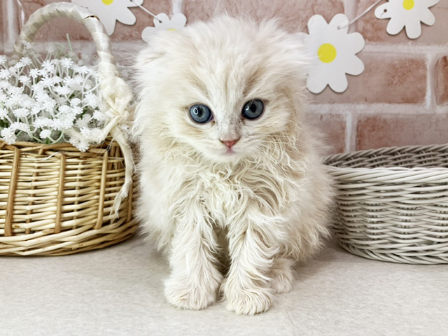 東京都のスコティッシュフォールド (ペッツファーストお台場店/2026年1月15日生まれ/女の子/クリームタビー)の子猫の1枚目の画像