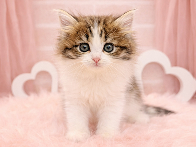 ラガマフィン, 性別 女の子, 誕生日 2026/01/11, 毛色 ブラウンパッチドタビーホワイト, 出身 埼玉県, 店舗 広尾店(東京都), お問い合わせ番号 2511008