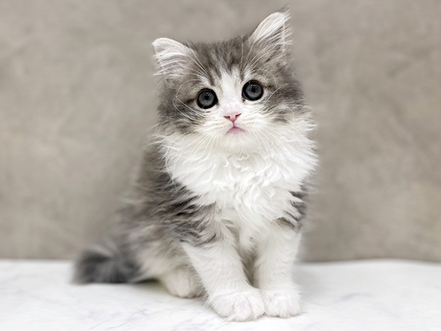 千葉県のラガマフィン (ペッツファーストららぽーとTOKYO-BAY店/2026年1月11日生まれ/女の子/ブルータビーホワイト)の子猫