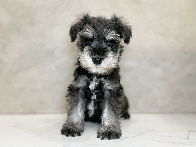 ミニチュアシュナウザー
