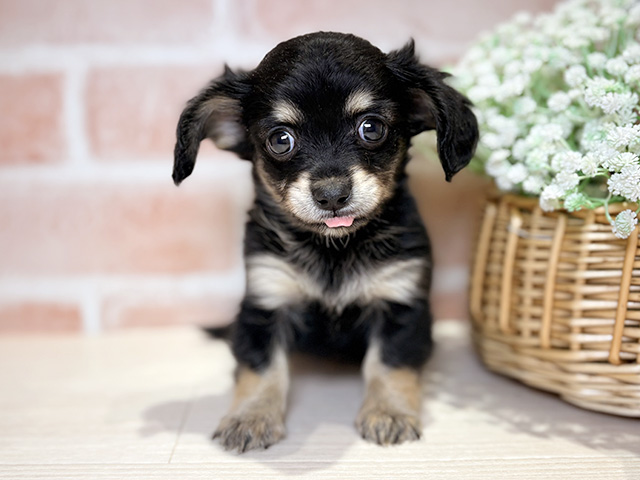 岡山県のチワックス(チワワ×ダックス) (ペッツファースト倉敷店/2026年1月15日生まれ/男の子/ブラックタン)の子犬