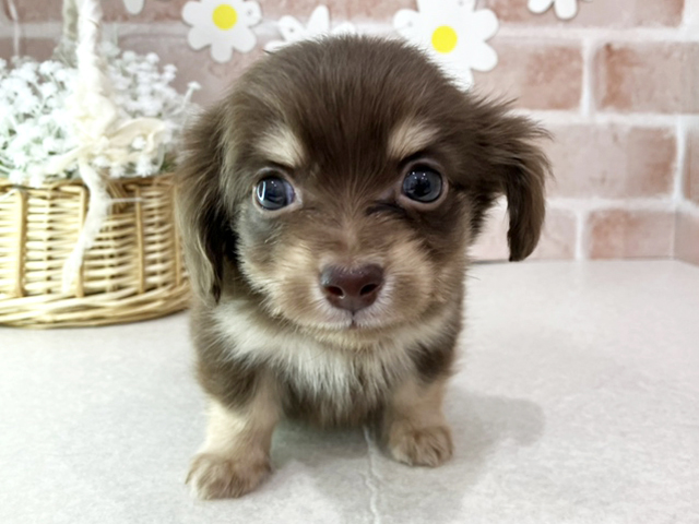 東京都のチワックス(チワワ×ダックス) (ペッツファーストお台場店/2026年1月15日生まれ/男の子/チョコレートタン)の子犬