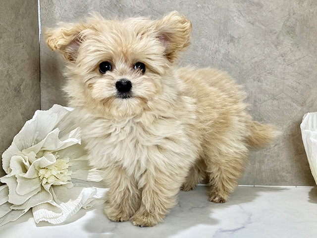 茨城県のポメプー(ポメラニアン×プードル) (ペッツファースト土浦店/2026年1月15日生まれ/男の子/クリーム)の子犬の1枚目の画像