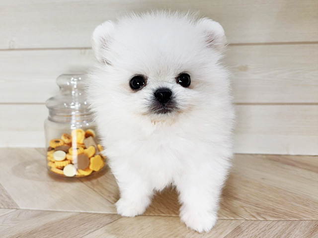 兵庫県のポメチワ/チワポメ/ポメチー(ポメラニアン×チワワ) (ペッツファースト神戸元町店/2026年1月15日生まれ/男の子/ホワイトクリーム)の子犬の1枚目の画像