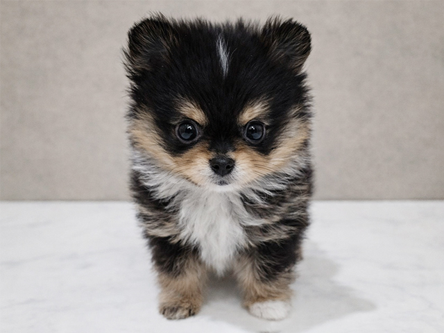 東京都のポメチワ/チワポメ/ポメチー(ポメラニアン×チワワ) (ペッツファースト中野店/2026年1月13日生まれ/男の子/ブラックタンホワイト)の子犬の1枚目の画像