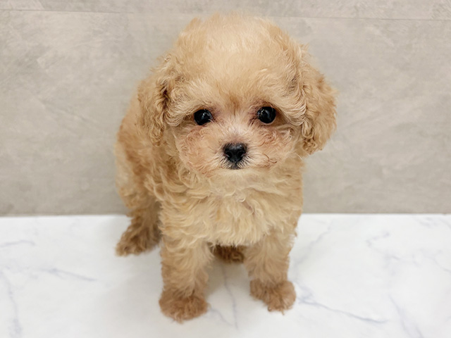 福岡県のトイプードル(ティーカップ) (ペッツファースト福津店/2026年1月15日生まれ/男の子/アプリコット)の子犬