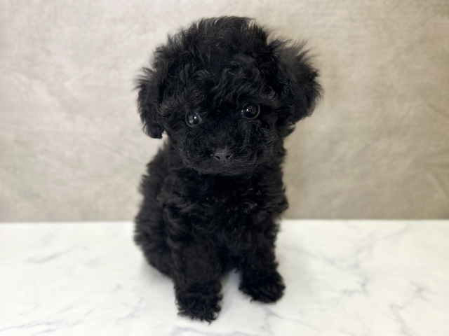 大阪府のトイプードル(ティーカップ) (ペッツファースト心斎橋本店/2026年1月15日生まれ/女の子/ブラック)の子犬の1枚目の画像