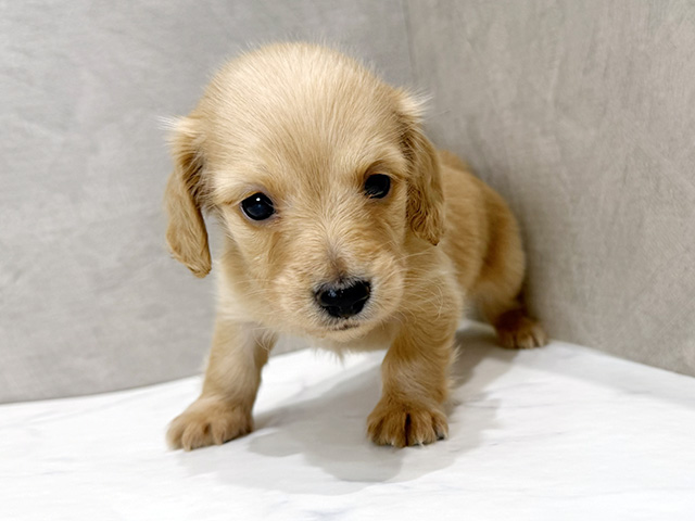 静岡県のミニチュアダックスフンド(ロング) (ペッツファースト富士宮店/2026年1月14日生まれ/女の子/ゴールド)の子犬