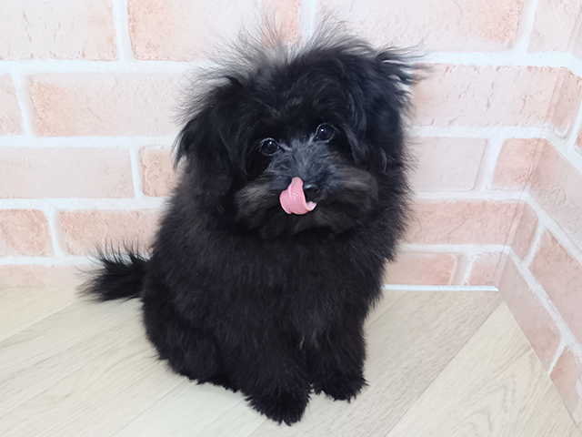 愛知県のポメプー(ポメラニアン×プードル) (ペッツファースト名古屋南店/2025年10月28日生まれ/男の子/ブラック)の子犬の1枚目の画像