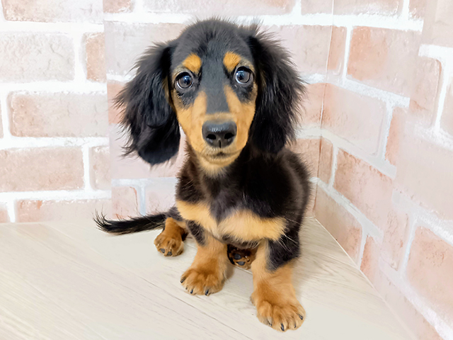 愛知県のミニチュアダックスフンド(ロング) (ペッツファースト名古屋南店/2025年10月27日生まれ/男の子/ブラックタン)の子犬の1枚目の画像