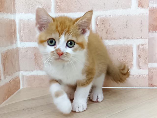 愛知県のデボンレックス (ペッツファースト名古屋南店/2025年12月28日生まれ/男の子/レッドタビーホワイト)の子猫の1枚目の画像