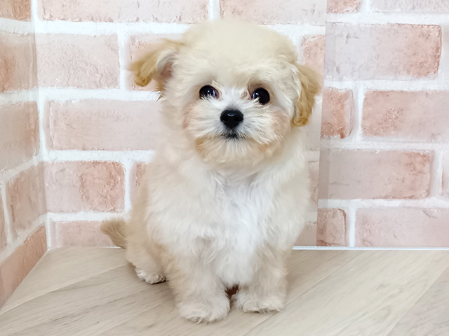 愛知県のチワプー/プーチー(チワワ×プードル) (ペッツファースト名古屋南店/2025年12月14日生まれ/男の子/クリーム)の子犬の1枚目の画像