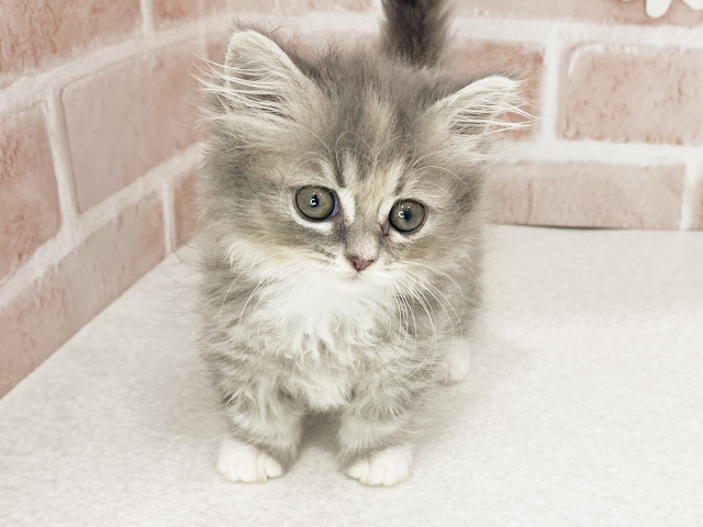 東京都のミヌエット (ペッツファーストお台場店/2026年1月12日生まれ/女の子/ブルーパッチドタビーホワイト)の子猫の1枚目の画像