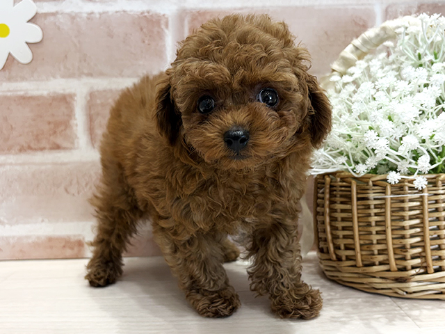 福岡県のトイプードル(トイ) (ペッツファースト筑紫野店/2026年1月13日生まれ/男の子/レッド)の子犬