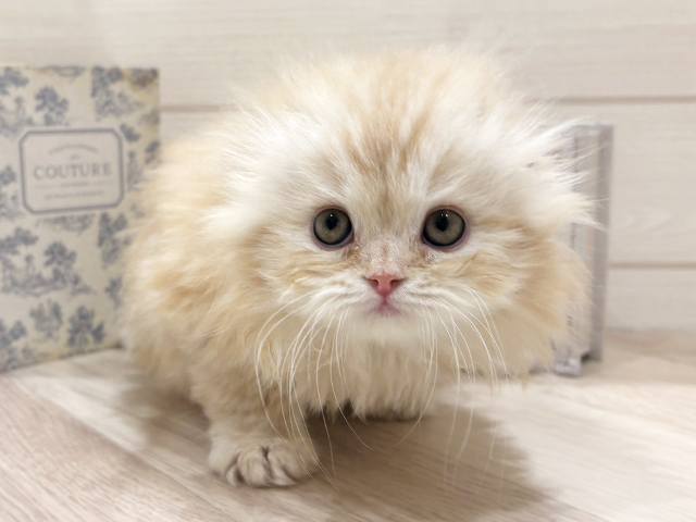 スコティッシュフォールド(折れ耳), 性別 女の子, 誕生日 2026/01/16, 毛色 クリームタビーホワイト, 出身 愛知県, 店舗 岡崎店(愛知県), お問い合わせ番号 2555401