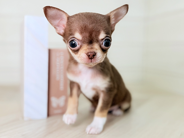 大阪府のチワワ(スムース) (ペッツファースト寝屋川店/2026年1月16日生まれ/男の子/チョコレートクリームホワイト)の子犬の1枚目の画像