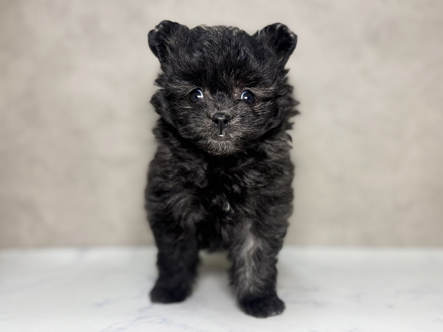 大阪府のポメプー(ポメラニアン×プードル) (ペッツファースト東大阪店/2026年1月15日生まれ/女の子/ブリンドル)の子犬の1枚目の画像