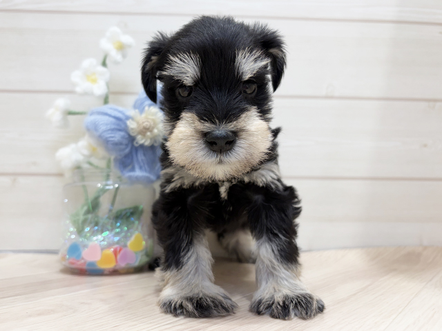 ミニチュアシュナウザー