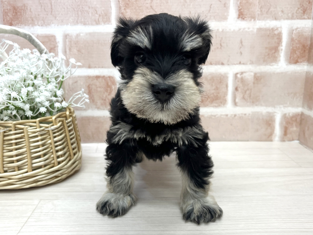 ミニチュアシュナウザー