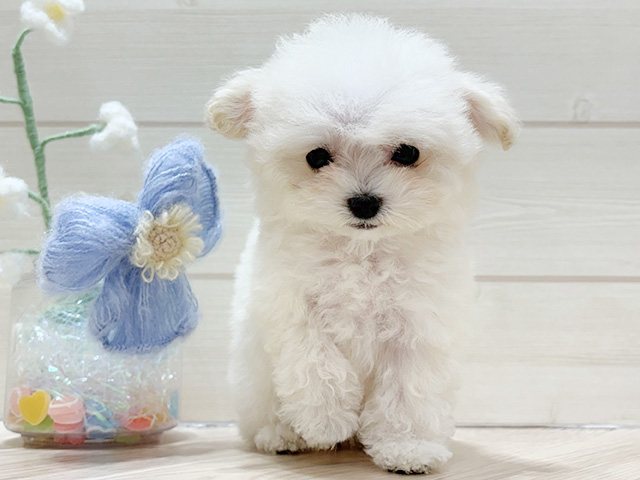 大阪府のトイプードル(ティーカップ) (ペッツファーストららぽーと門真店/2026年1月15日生まれ/女の子/クリーム)の子犬の1枚目の画像