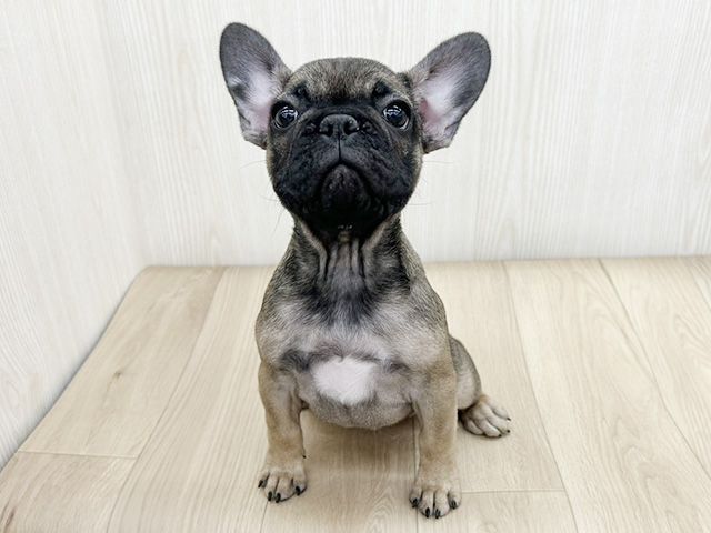 埼玉県のフレンチブルドッグ (ペッツファースト三郷店/2026年1月16日生まれ/女の子/フォーン)の子犬の1枚目の画像