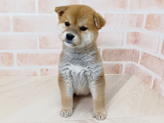 愛知県の柴犬(標準サイズ) (ペッツファースト名古屋南店/2026年1月13日生まれ/男の子/赤)の子犬の1枚目の画像