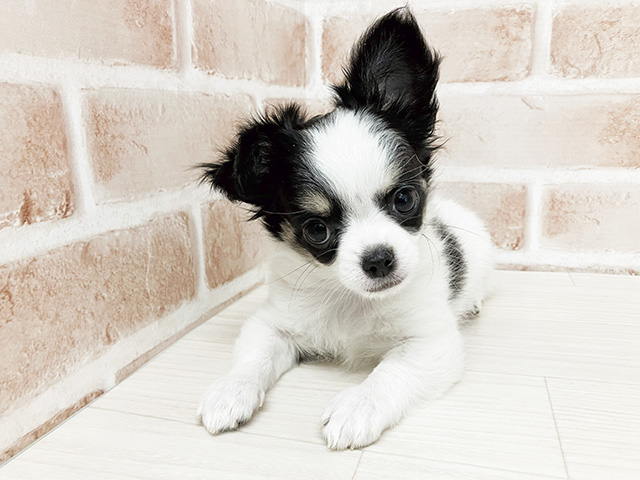 長野県のチワックス(チワワ×ダックス) (ペッツファースト須坂店/2026年1月3日生まれ/女の子/ブラックホワイト)の子犬の1枚目の画像