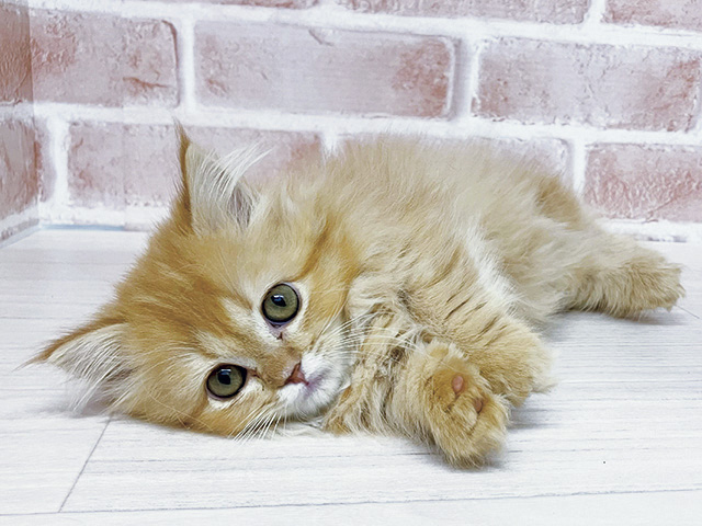 長野県のミヌエット (ペッツファースト須坂店/2026年1月6日生まれ/女の子/レッドタビー)の子猫の1枚目の画像