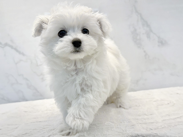 東京都のハーフ犬・ミックス犬 (ペッツファーストビバホーム豊洲店/2026年1月17日生まれ/女の子/ホワイト)の子犬の1枚目の画像