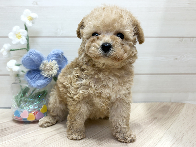 大阪府のトイプードル(タイニー) (ペッツファーストららぽーと門真店/2026年1月17日生まれ/男の子/シャンパン)の子犬の1枚目の画像