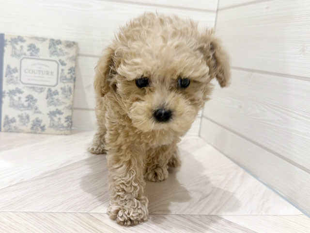 愛知県のトイプードル(タイニー) (ペッツファースト岡崎店/2026年1月17日生まれ/男の子/シャンパン)の子犬の1枚目の画像