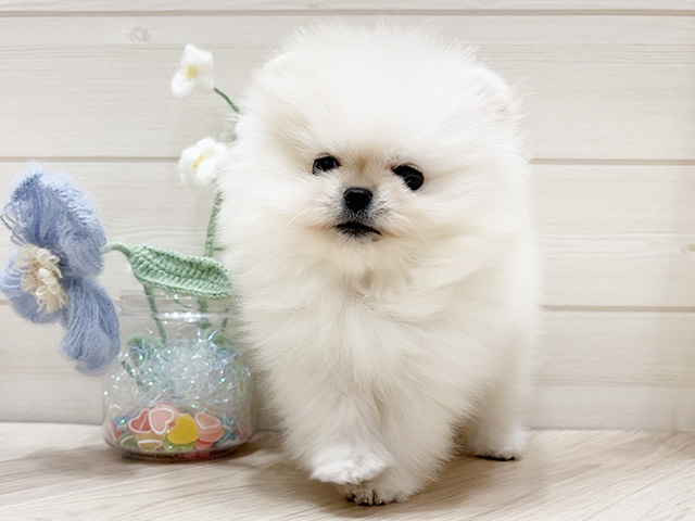 大阪府のポメラニアン (ペッツファーストららぽーと門真店/2026年1月17日生まれ/女の子/ホワイト)の子犬の1枚目の画像
